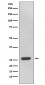 Anti-UCHL3 Rabbit Monoclonal Antibody